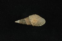 藏品(瘤蜷)的圖片